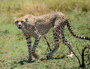 Картинка животные гепарды гепард кошка трава