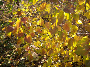 Картинка природа листья осень жёлтые сирень