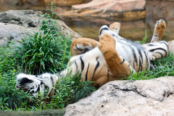 Картинка животные тигры тигр суматранский кошка трава камень отдых
