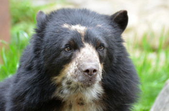 Картинка животные медведи черный медведь морда