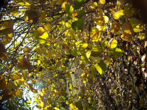 Обои картинки фото природа, листья, куст, сирень, осень, ветви, солнечно