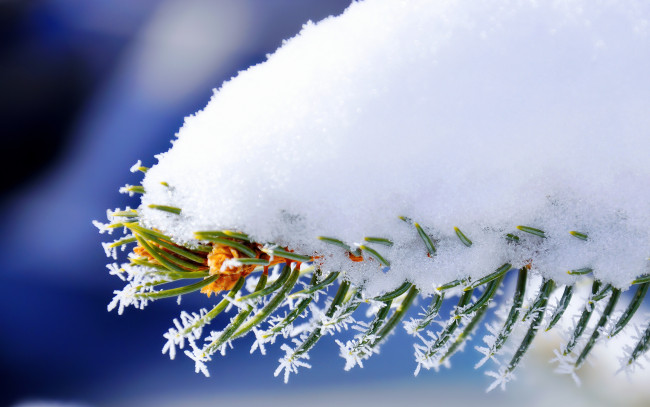 Обои картинки фото природа, макро, ель, зима, иголки, снег, ветка
