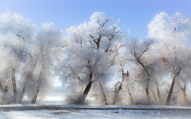 Обои картинки фото природа, зима, снег, деревья, иней
