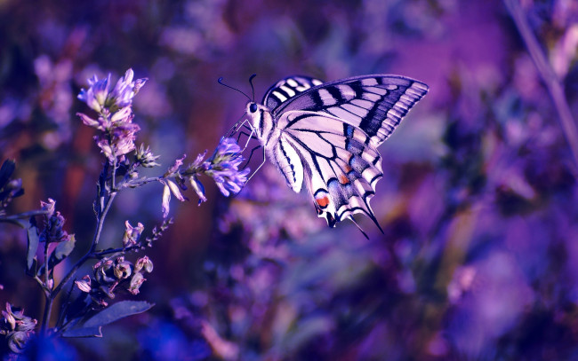 Обои картинки фото животные, бабочки, насекомое, боке, цветы, бабочка