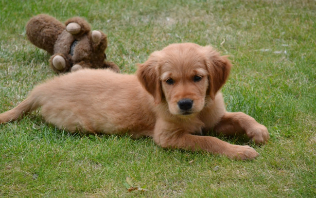 Обои картинки фото животные, собаки, щенок, собака, лужайка, трава, игрушка, лежит