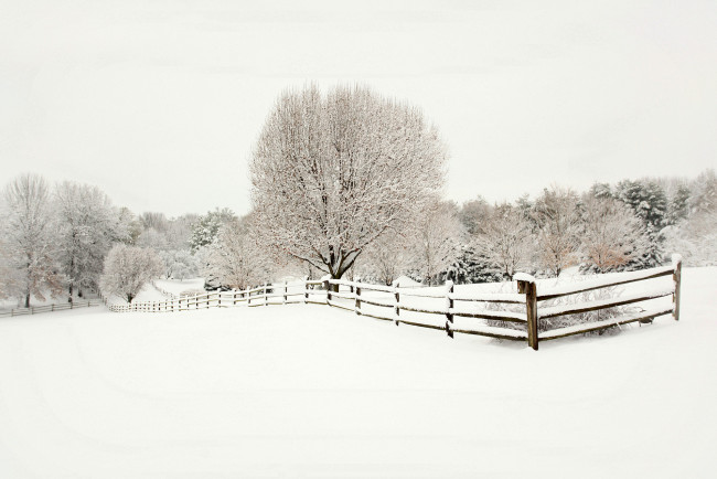 Обои картинки фото природа, зима, снег, деревья, ели, забор, деревянный, ограда, пейзаж