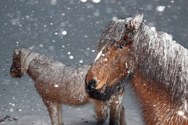 Обои картинки фото животные, лошади, зима, снег, хлопья, ветер