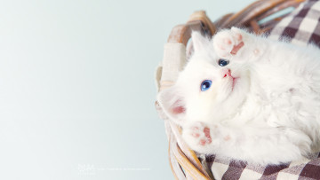 Картинка животные коты кошка белая пушистик
