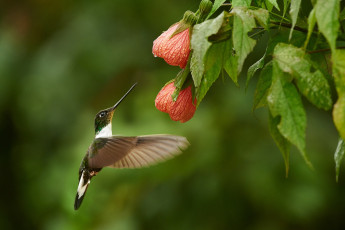 Картинка животные колибри куст цветы птица