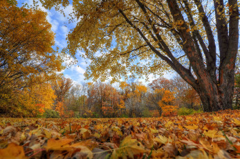 Картинка природа парк небо облака деревья листья осень