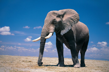 обоя животные, слоны, слон, саванна, elefant, млекопитающее