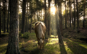 Картинка животные лошади лошадь лес