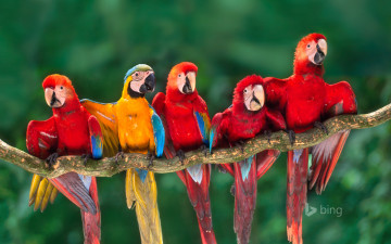 Картинка животные попугаи перу ара тамбопата ветка попугай хвост клюв перья