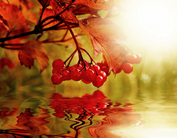 Обои картинки фото природа, Ягоды,  калина, ягоды, листья, вода, калина, гроздь