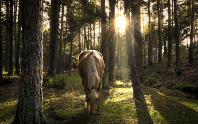 Обои картинки фото животные, лошади, лошадь, лес