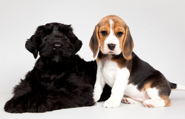 Обои картинки фото животные, собаки, щенки, бигль, черный, пятнистый, малыши