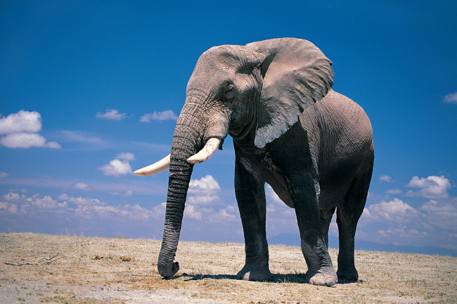 Обои картинки фото животные, слоны, слон, саванна, elefant, млекопитающее