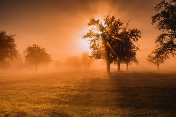 Картинка природа восходы закаты туман деревья рассвет