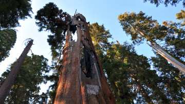 Картинка giant+sequoia природа деревья лес национальный парк дерево giant sequoia