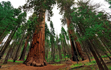 Картинка giant+sequoia природа лес национальный парк дерево giant sequoia