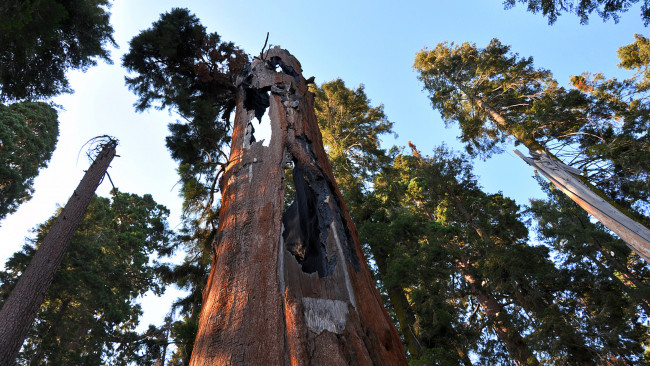 Обои картинки фото giant sequoia, природа, деревья, лес, национальный, парк, дерево, giant, sequoia