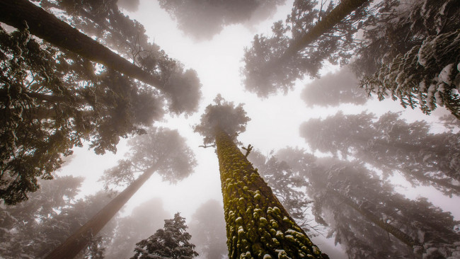 Обои картинки фото giant sequoia, природа, деревья, национальный, парк, дерево, giant, sequoia, лес
