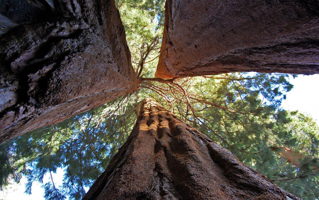 Обои картинки фото giant sequoia, природа, лес, giant, sequoia, национальный, парк, дерево