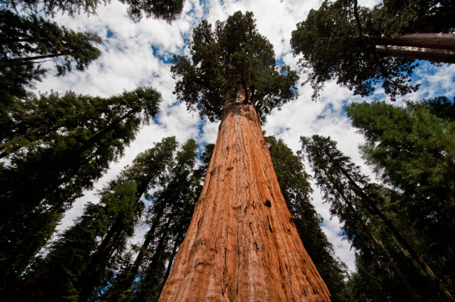 Обои картинки фото giant sequoia, природа, деревья, дерево, национальный, парк, лес, giant, sequoia
