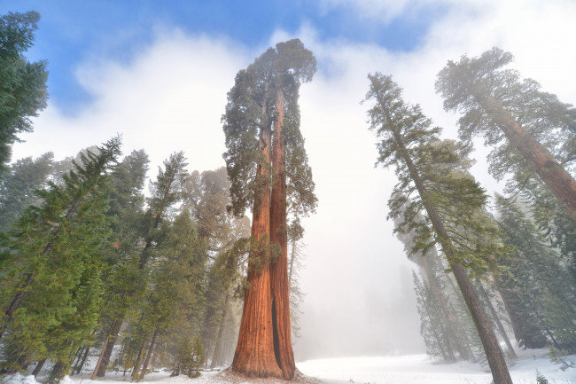 Обои картинки фото giant sequoia, природа, лес, национальный, парк, дерево, giant, sequoia