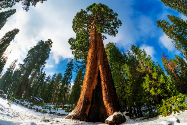 Обои картинки фото giant sequoia, природа, деревья, лес, национальный, парк, дерево, giant, sequoia