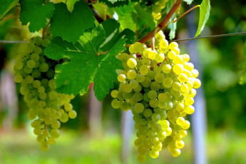 Картинка природа ягоды +виноград виноград грозди