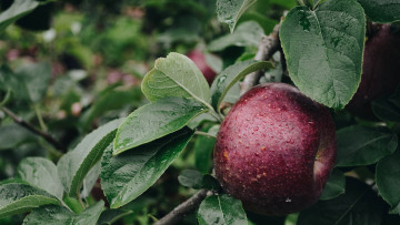 Картинка природа плоды яблоко