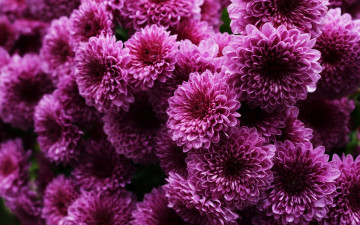 обоя цветы, хризантемы, фиолетовые