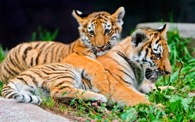 Обои картинки фото животные, тигры, тигрята