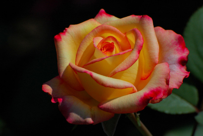Обои картинки фото цветы, розы, двухцветная, роза, макро