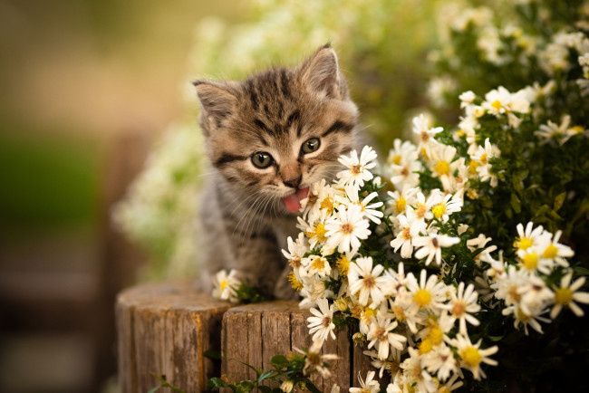 Обои картинки фото животные, коты, цветы, язычок, мордочка, котёнок