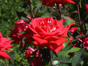 Картинка beautiful fragrant rose цветы розы