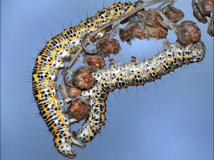 Картинка шевцова алена акробатический этюд животные гусеницы