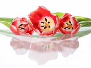 Картинка токарева лидия мелодия весны цветы тюльпаны