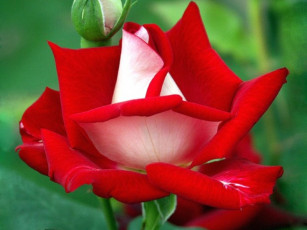 Картинка цветы розы бутон красный белый