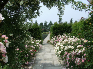 Картинка природа парк розы дорожка кусты