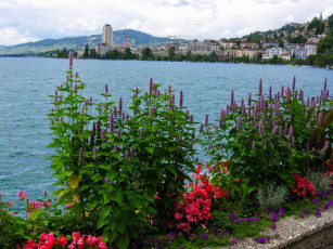 Картинка природа реки озера здания цветы озеро