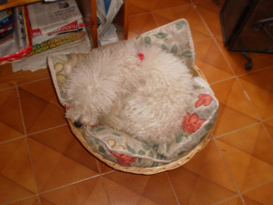 Картинка животные собаки корзинка подушка собака