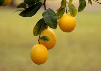 обоя природа, плоды, лимон
