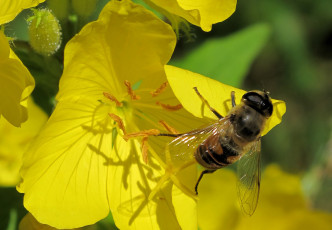 Картинка животные пчелы осы шмели пчела цветок