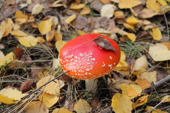 Картинка природа грибы мухомор лес