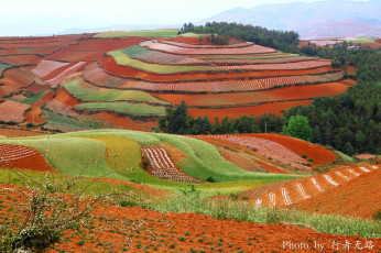 Картинка природа поля вьетнам