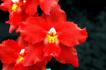 Картинка цветы орхидеи экзотика яркий красный