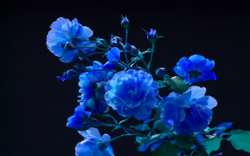 Картинка blue blooms цветы розы букеты