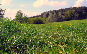 Картинка природа луга зелень луг лето